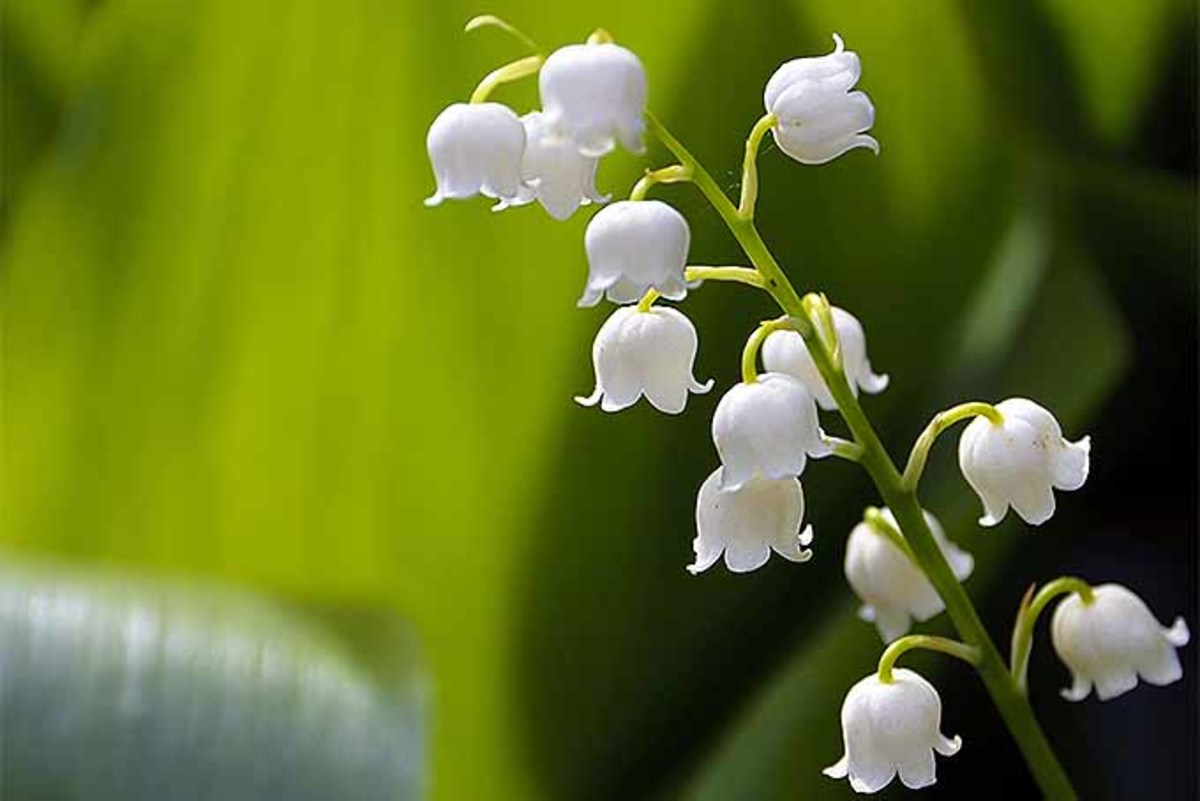What Flower Is White And Looks Like A Bell?